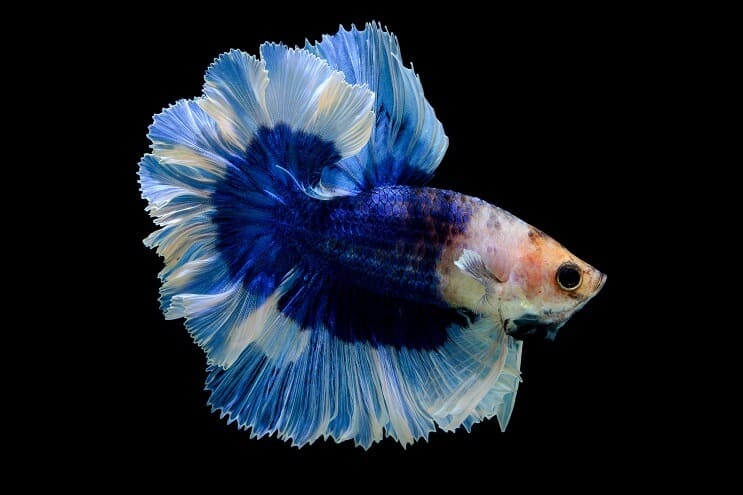 Kelebek Betta