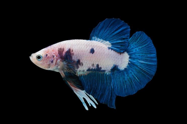 Mermer Betta