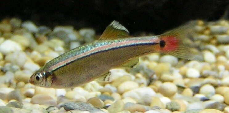 White Cloud Mountain Minnow Genel Bakış