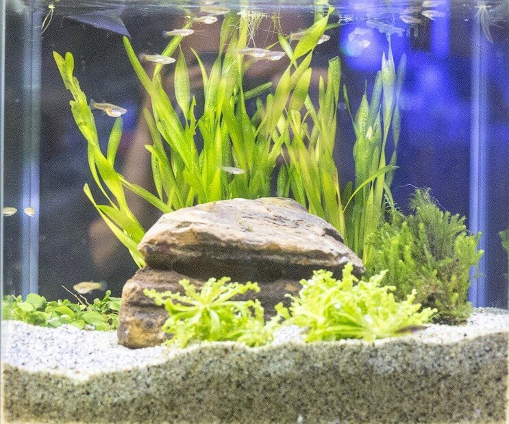 White Cloud Mountain Minnow Tank Koşulları