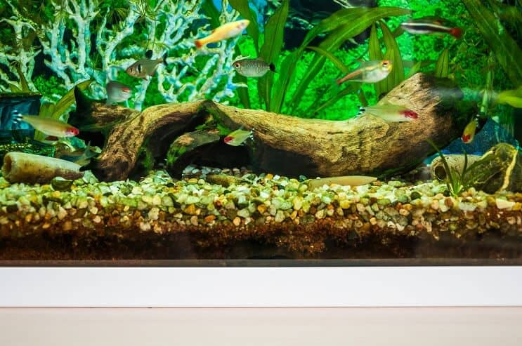 Beyaz Bulut Dağı Minnow Tank Arkadaşları