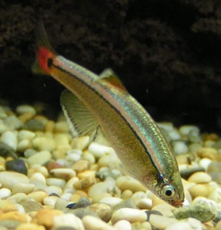 White Cloud Mountain Minnow Diyeti