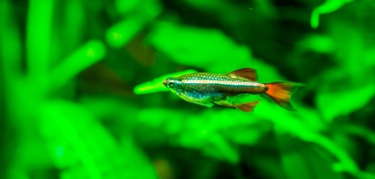 Beyaz Bulut Dağ Minnow