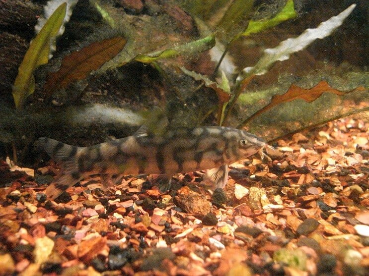 Yoyo Loach Yeme
