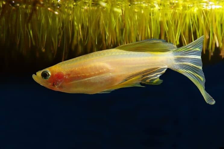 Altın morf Zebra Danio