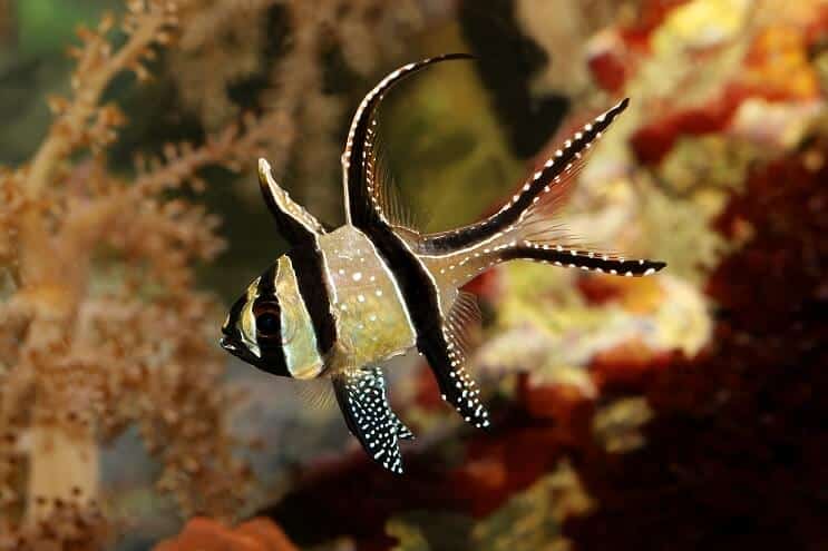 Banggai Kardinal Balığı