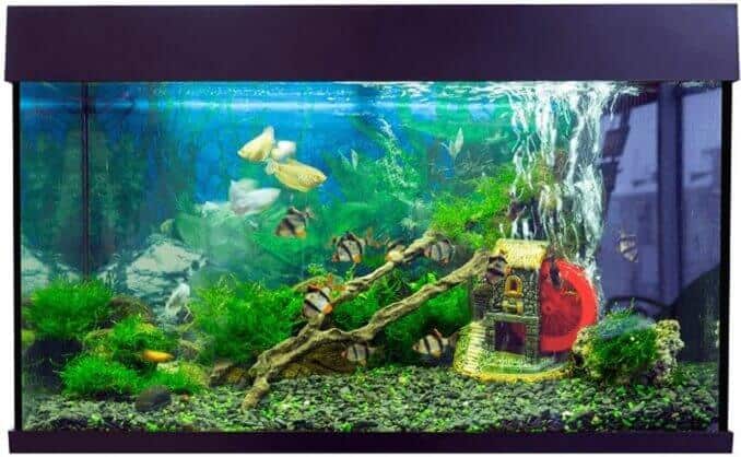 Balık ve Tank