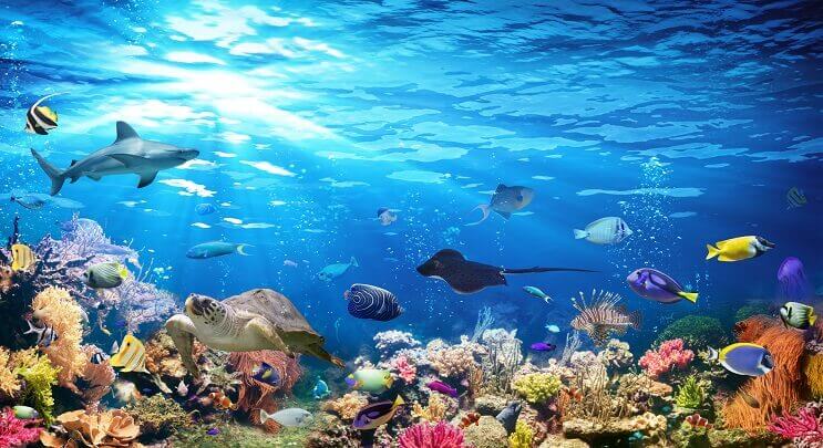 Sealife Çeşitleri