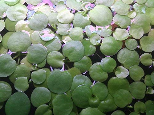 SoShrimp 20+ Bitki Amazon Frogbit - Canlı Tatlı Su Akvaryumu Yüzen Bitki