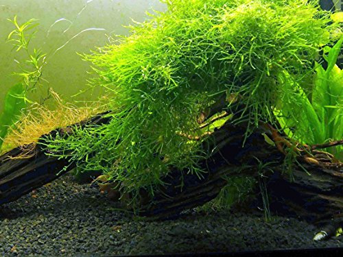 Aquatic Arts Java Moss (Büyük 25 Kare İnçlik Kısım) Tatlı Su Akvaryum Bitkileri | Akvaryum için Java Moss Canlı Bitki | Akvaryum Bitkileri Canlı | Dikili Akvaryumda Marimo Yosun Toplarıyla İyi Eşleşir