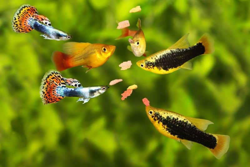 Guppies ve Platies Melezlenebilir mi?