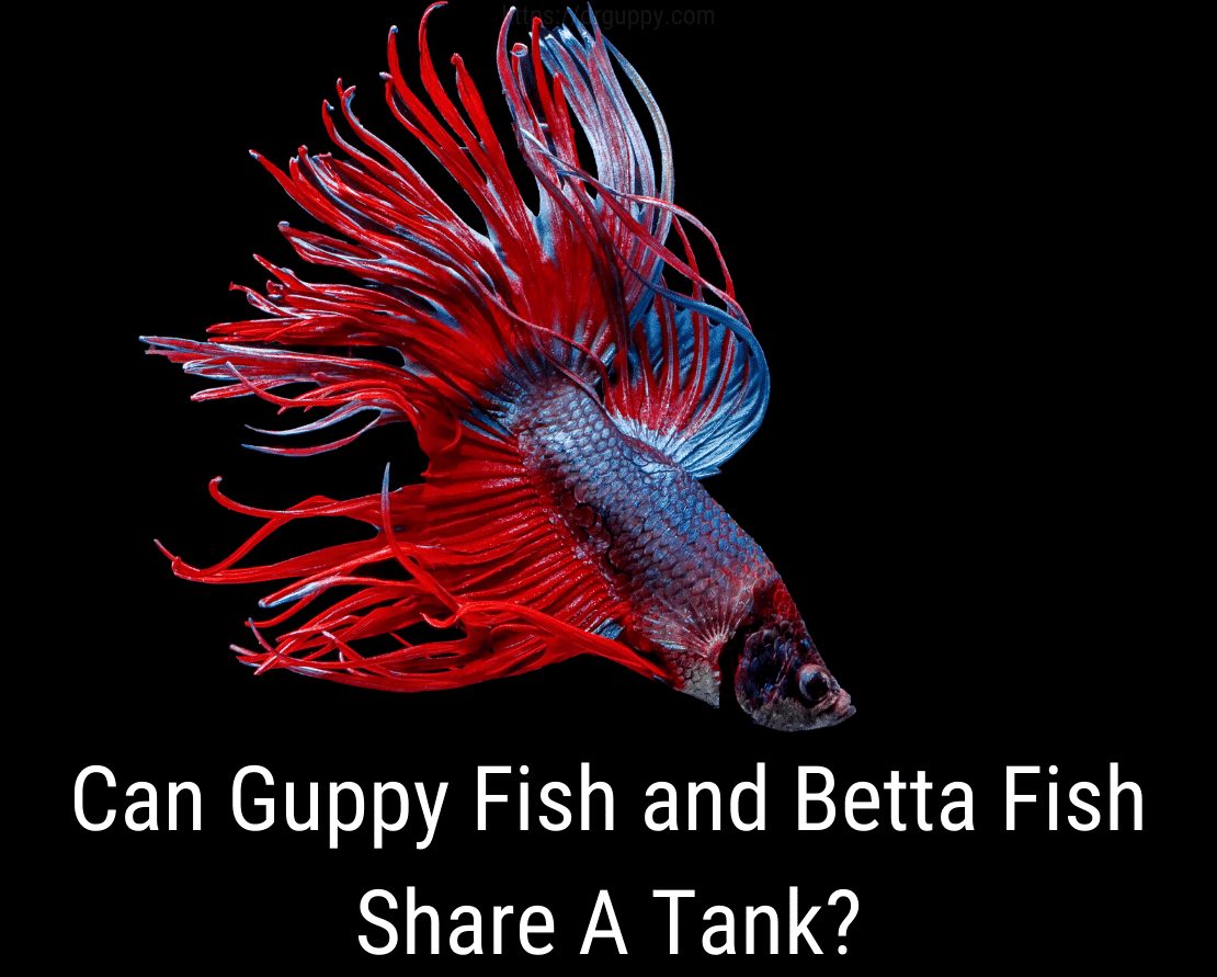 Guppy Fish ve Betta Fish Tank Paylaşabilir mi?