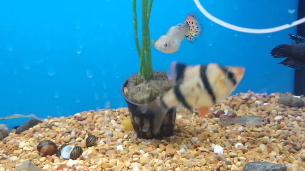Guppy Bent Omurga - Skolyoz ve Tüberküloz
