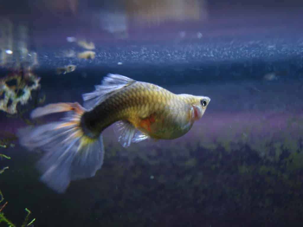 Guppy Fish Dropsy - Sebepler ve Olası Tedavi