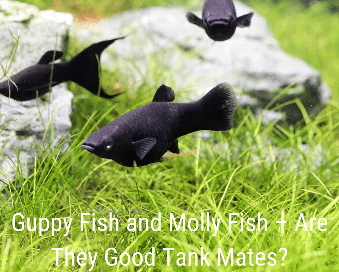 Guppy Fish ve Molly Fish - Onlar İyi Tank Arkadaşları mı?