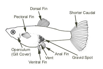 Yetişkin Dişi Guppy - Parçalar