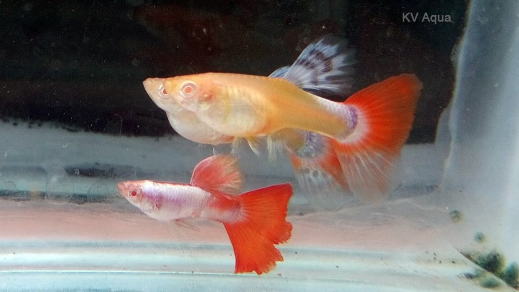 Kırmızı Kuyruk Albino Lepistes
