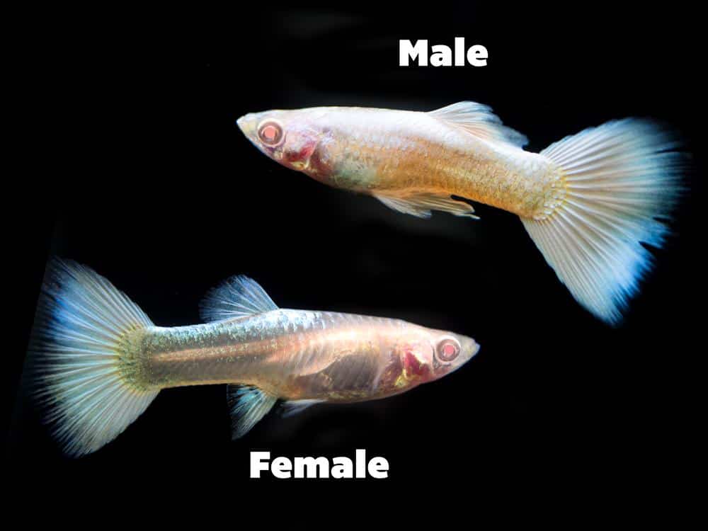 Platin Albino Lepistes.