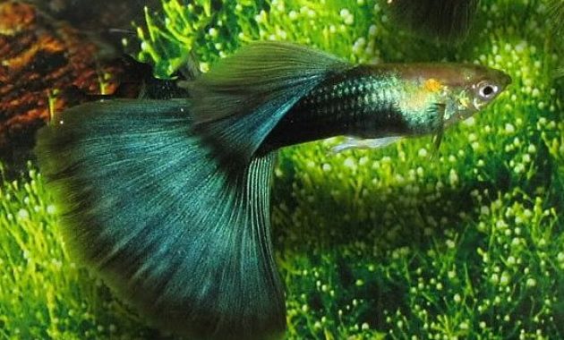 Yarı siyah Yeşil Guppy.