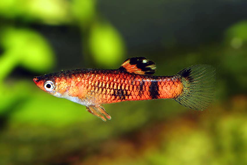Kırmızı Guppy.