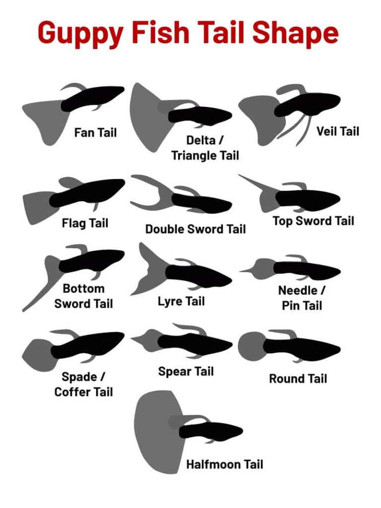 Guppy FIsh Kuyruk Şekilleri.