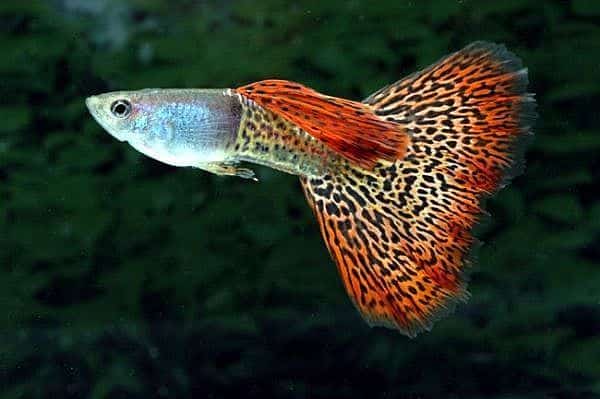 Leopard Tail Lepistes.