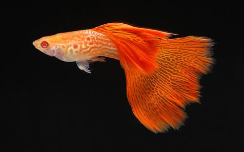 Albino Dantel Kuyruk lepistes.