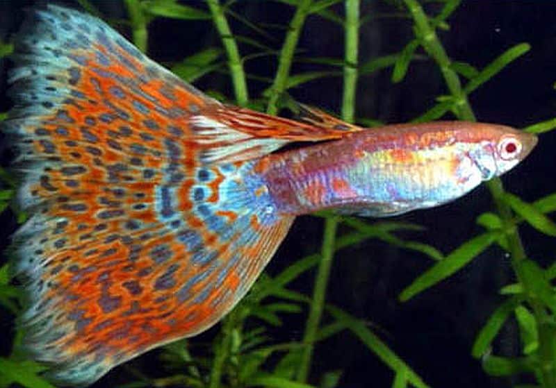 Delta Tail Lepistes.