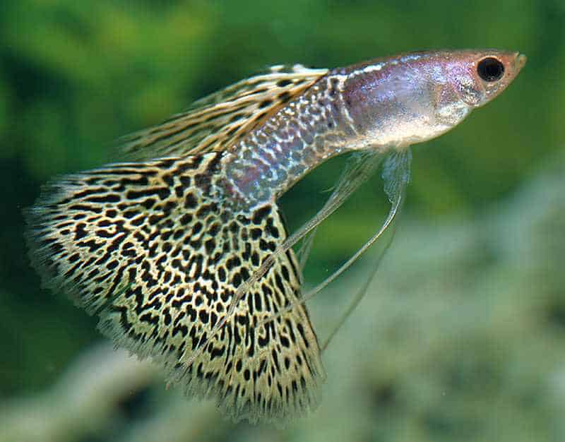 Veil Tail Lepistes.