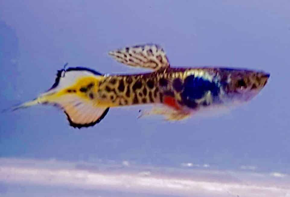 Pin Tail Lepistes.
