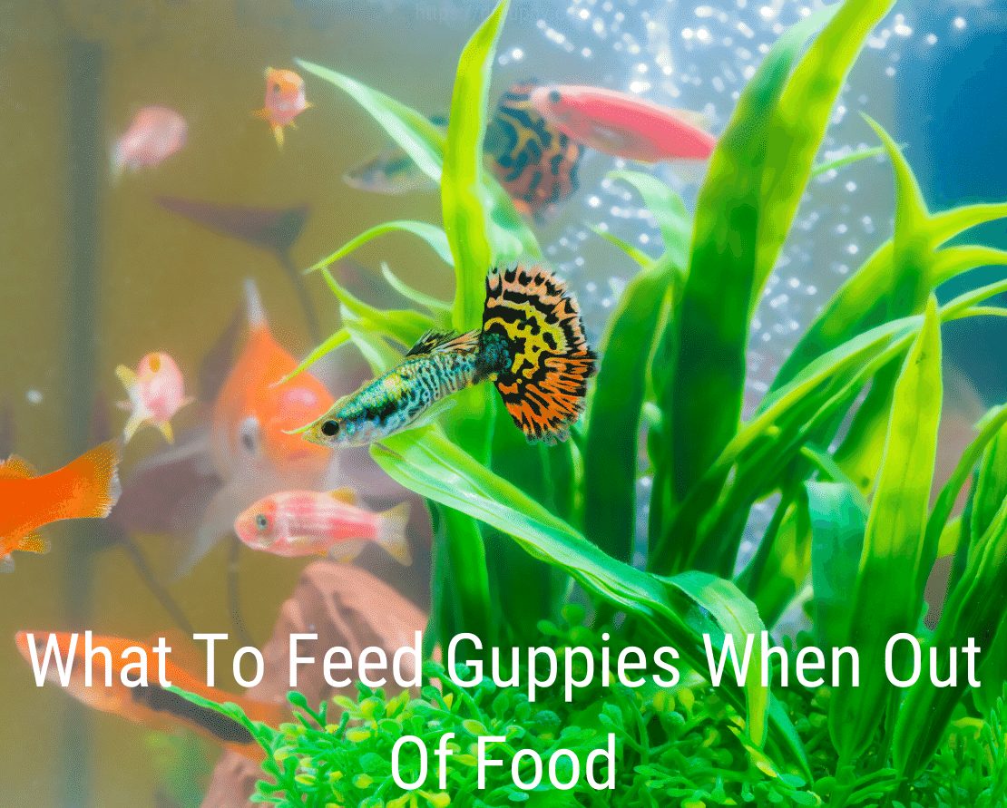 Guppies Yiyecek Dışında Ne Beslemeli?