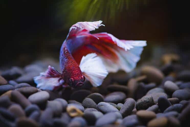 Betta Fish Yüzme