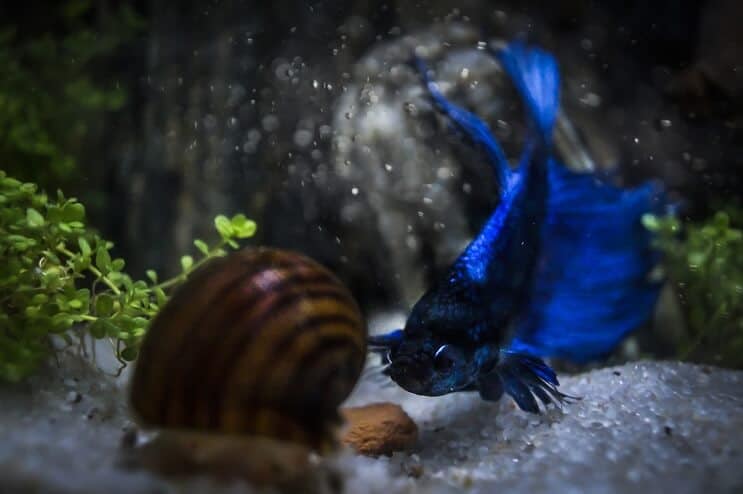 Betta ve Salyangoz