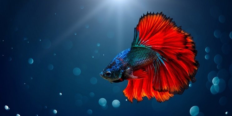Betta Balık