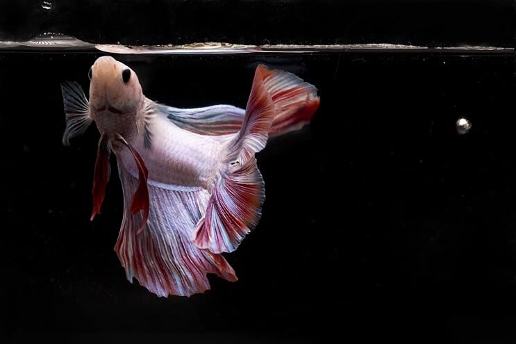 Betta Balık Yeme