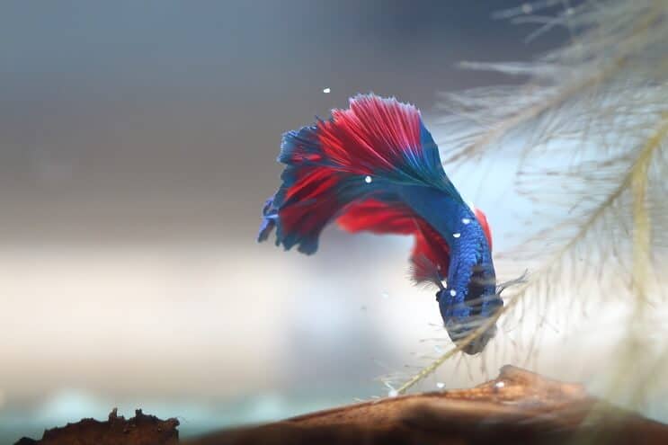 Betta Yumurta Toplama