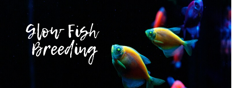 Glow Balık Yetiştiriciliği