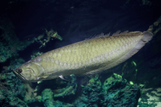 Gümüş Arowana Görünümü