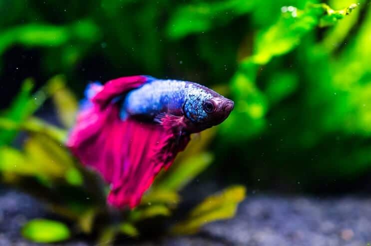 Betta Balık