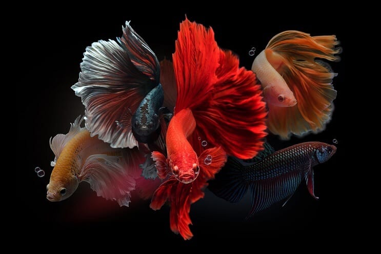 Erkek Bettas