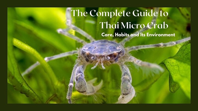 Thai Micro Crab - Tam Bakım Kılavuzu