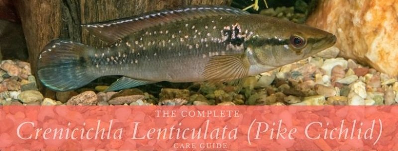 crenicichla lenticulata (turna çiklit)