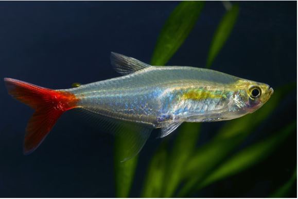 Bloodfin tetra