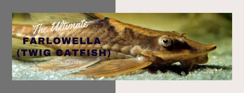 Ultimate Farlowella (Twig Catfish) Bakım Kılavuzu