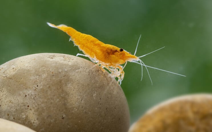 Neocaridina Karides