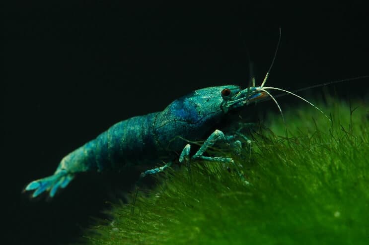 Blue Bolt Karides