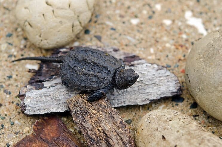 Baby Snapping Turtle: Eksiksiz Bakım Kılavuzu ve Irk Bilgisi