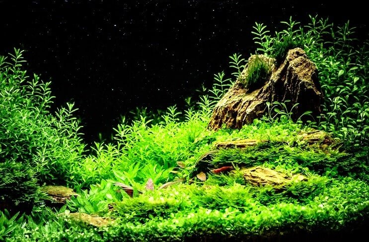 İyi Dikilmiş Gizemli Salyangoz Tankı