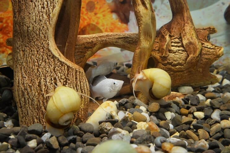 Gizemli Salyangoz Tank Arkadaşları