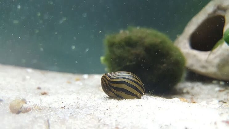 Tanktaki Zebra Nerite Salyangozu